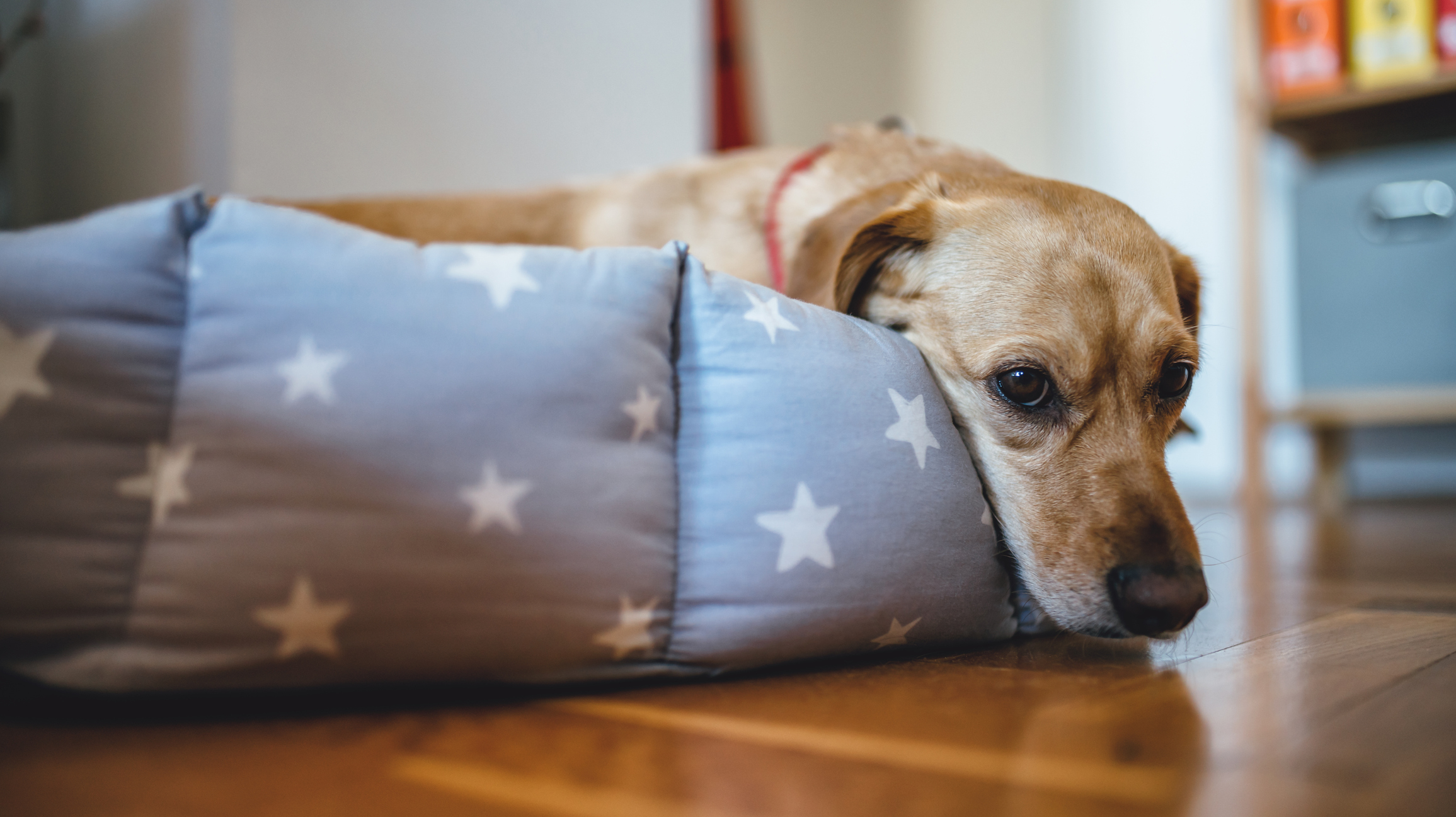 A tan dog resting its head on the edge of a gray pet bed