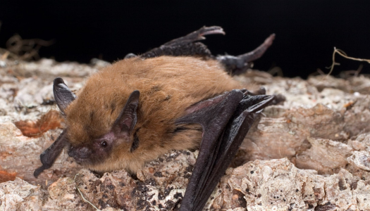 Rabies guidance for healthcare providers
