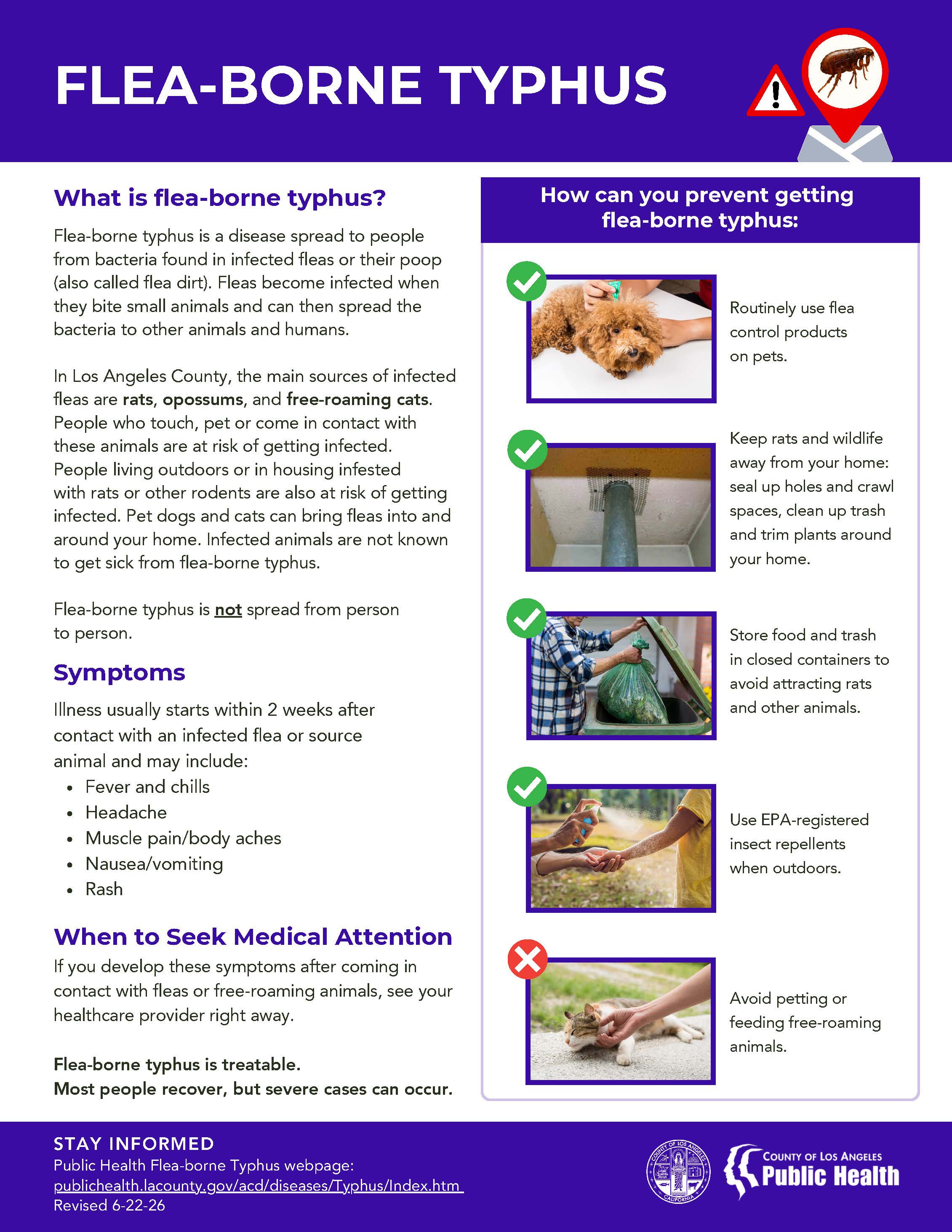 Flea-Borne Typhus Flyer