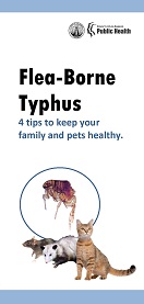 Flea borne typhus trifold