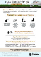 Protect Yourself from Flea-borne Typhus