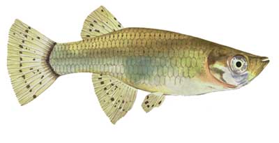 Picture of Mosquitofish