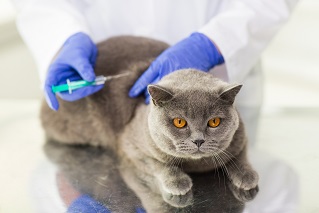 Vaccination: Keeping Pets & People Healthy (Grades 3–5)