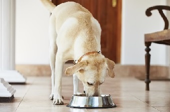Keeping Your Pet Fit: Food & Play (Grades 3–5)