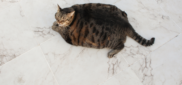 Healthy Pets Healthy Families - Obesity