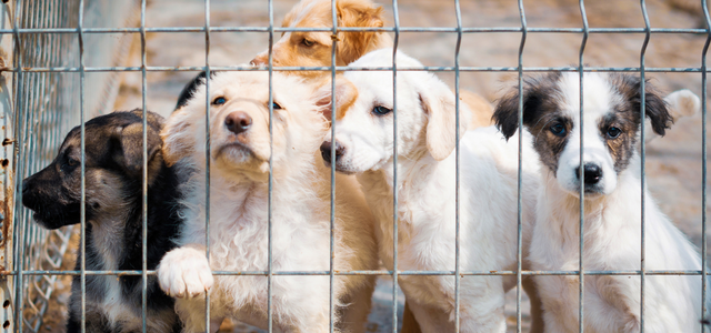 Healthy Pets Healthy Families - Spay & Neuter