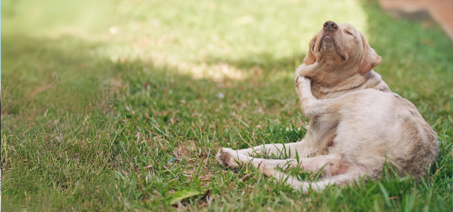 Healthy Pets Healthy Families - Zoonoses & Parasite Prevention