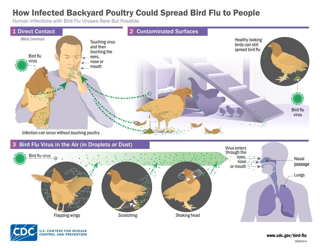 Poultry Exposure Routes to Humans