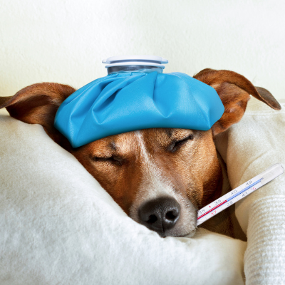 Canine Flu Outbreak