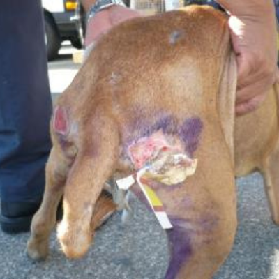 Leishmaniasis Dog