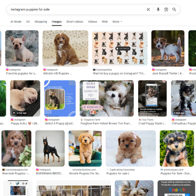 Online Puppy Scam