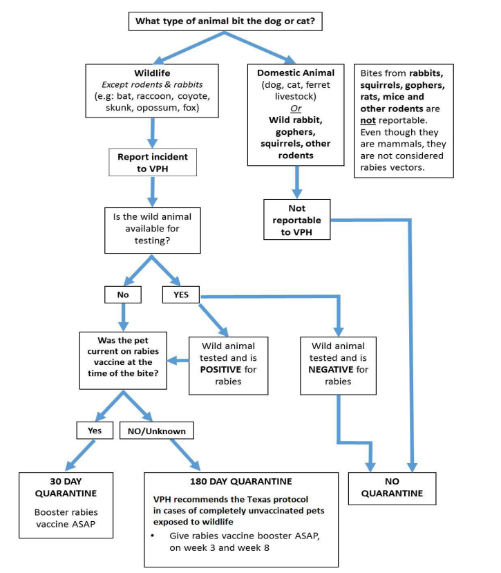 Flowchart: quarantine decisions when a dog or cat is bitten by another animal